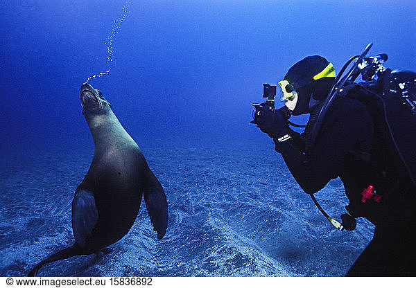 Female diver photographs a playful California sea lion.