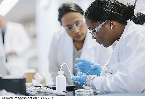 Female doctors examining petri dish in laboratory