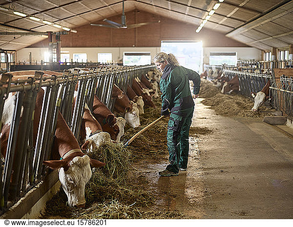 Female farmer feeding cows in stable on a farm