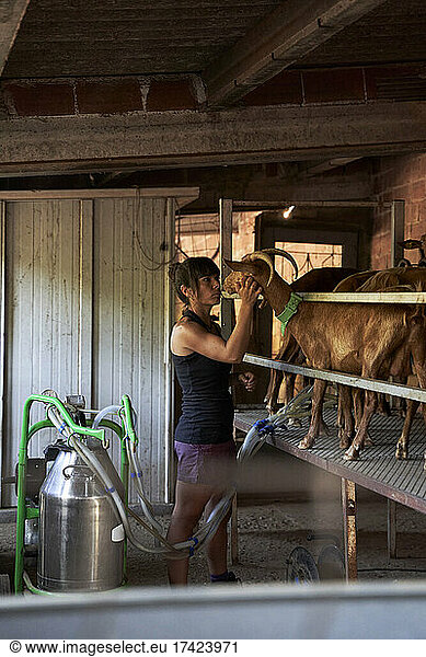Female farmer stroking goat while milking through machine in farm