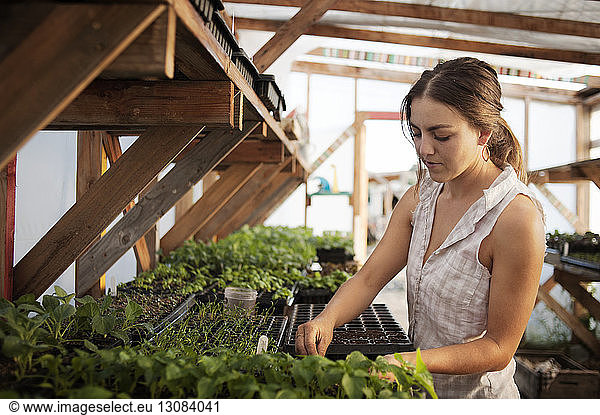 Female farmer working in greenhouse