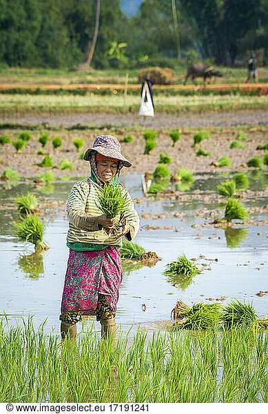 Female farmer working on a rice field near Kengtung and smiling  Myanmar