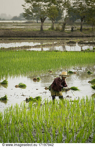 Female farmer working on a rice field near Kengtung  Myanmar