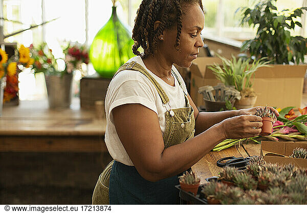 Female florist with tiny succulents in flower shop