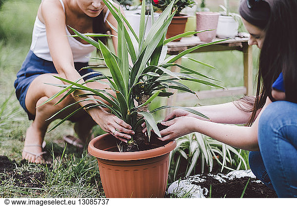Female friends potting plant while crouching on field at yard