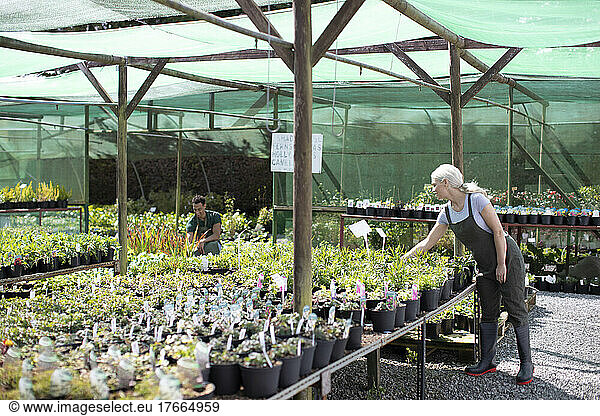 Female garden shop owner inspecting plants