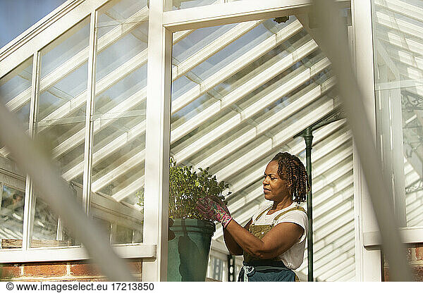 Female garden shop owner pruning plant in sunny greenhouse