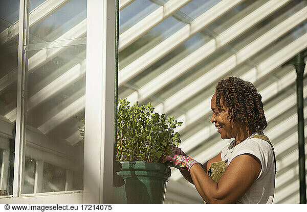 Female garden shop owner pruning potted plant in greenhouse