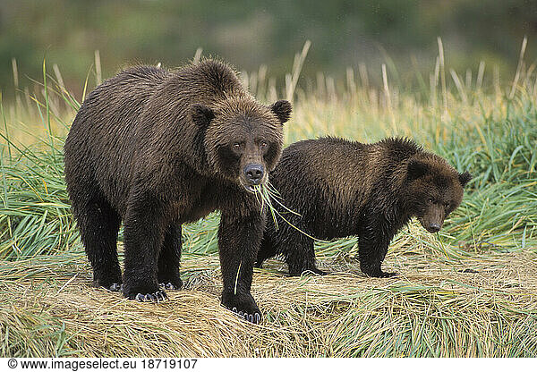 Female Grizzly Bear and Cub Feeding on Grass  Katmai National Park  Alaska