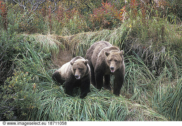 Female Grizzly Bear with Cub on a Riverbank Looking for Salmon  Katmai National Park  Alaska