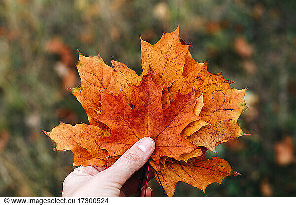 Female hand hold orange maple leaves  autumn nature background