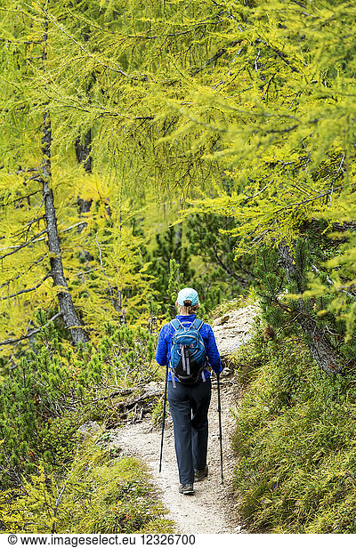Female hiker along alpine trail with autumn colours; Sesto  Bolzano  Italy