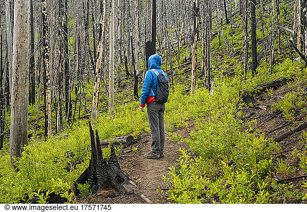 Female hiker in blue jacket hiking through a forest of burned trees