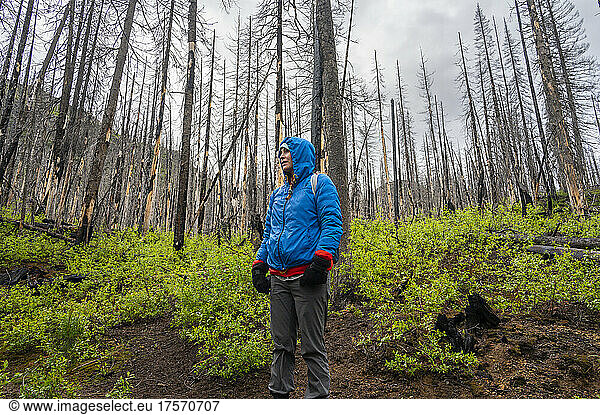 Female hiking through a burned forest from a wildfire