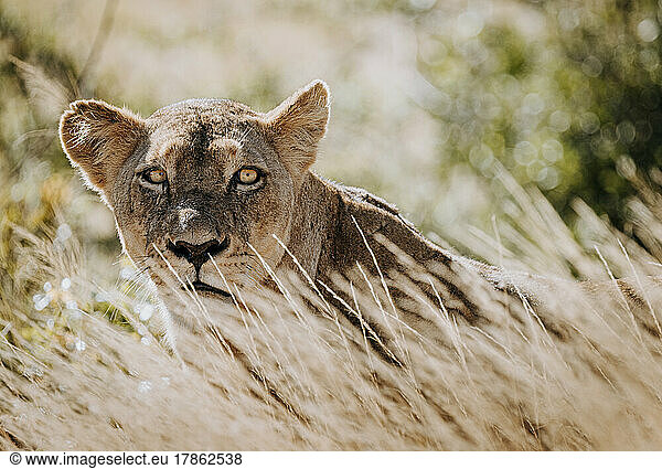 female lion hides in long grass  Kruger National Park  South Africa