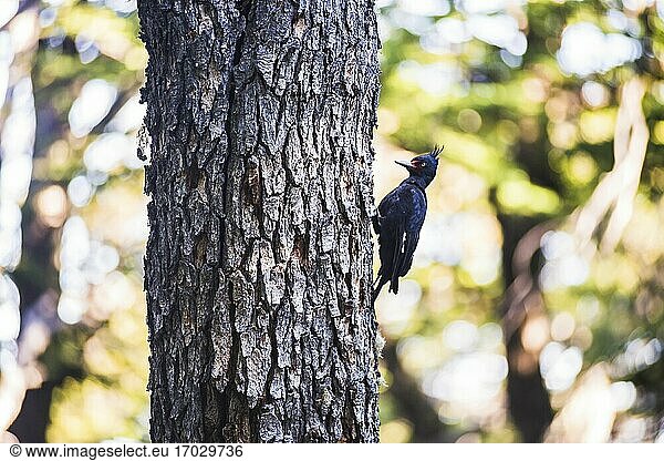 Female Magellanic woodpecker (Campephilus magellanicus)  El Chalten  Patagonia  Argentina