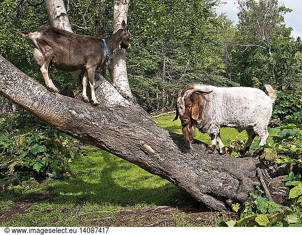 Female & male goats communicating