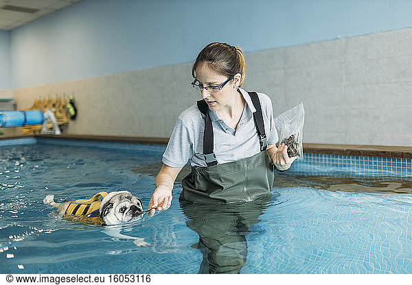 Female physiotherapist feeding pug dog in swimming pool