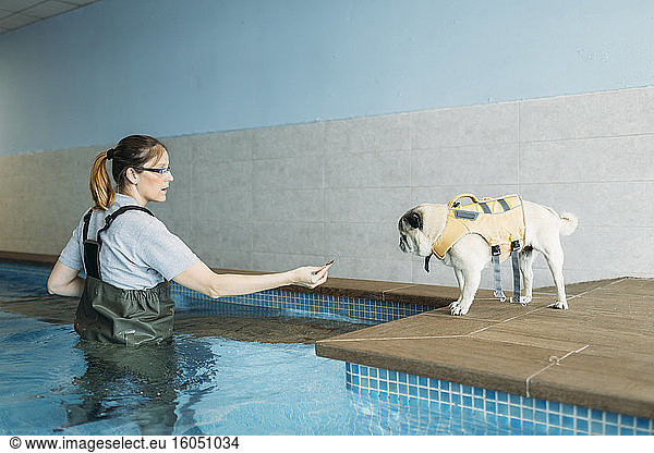 Female physiotherapist training pug dog at poolside