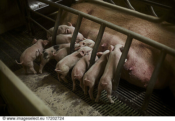 Female pig with suckling piglets at farm