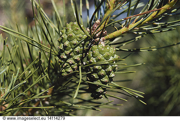 Female Pine Cones