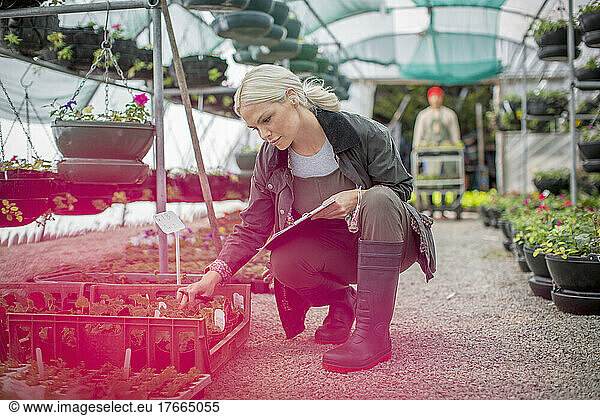 Female plant nursery owner inspecting plants in greenhouse