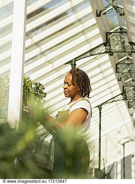 Female plant nursery owner pruning plant in sunny greenhouse