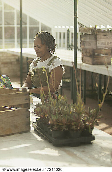 Female plant nursery owner working at laptop in sunny greenhouse