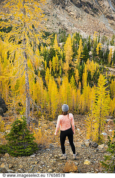 Female posing in a forest of larches in the alpine lakes wilderness
