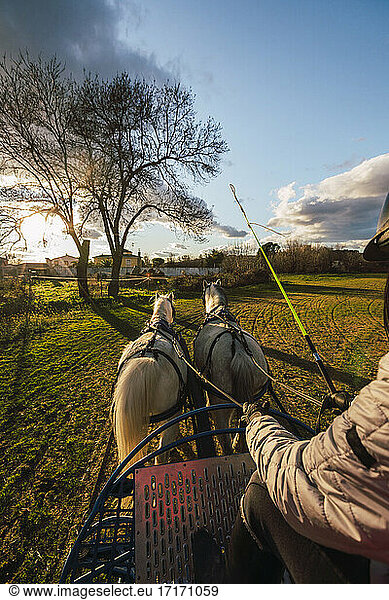 Female rancher riding horse carriage in ranch during sunset
