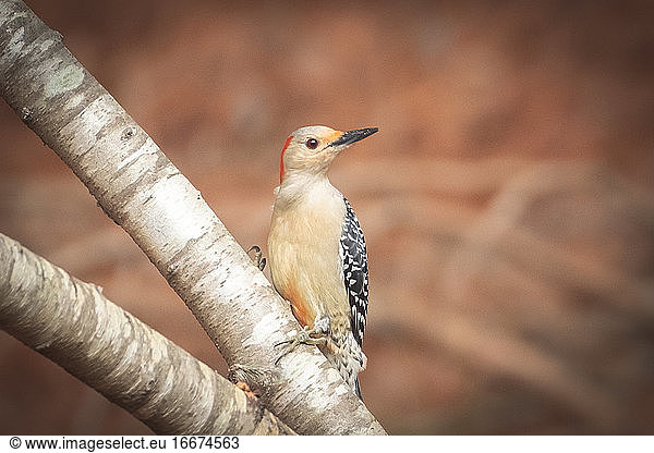 Female Red Bellied Woodpecker Looking Off in the Distance