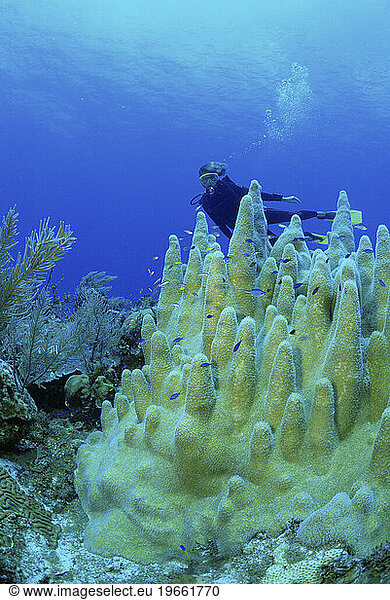 Female scuba diver and hard coral  Cayman Brac