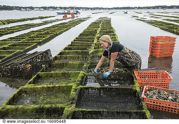 female shellfish farmer removing oysters from cages