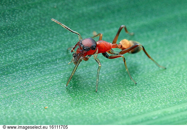 Female weaver-ant-mimicking jumping spider (Myrmarachne plataleoides) with prey.