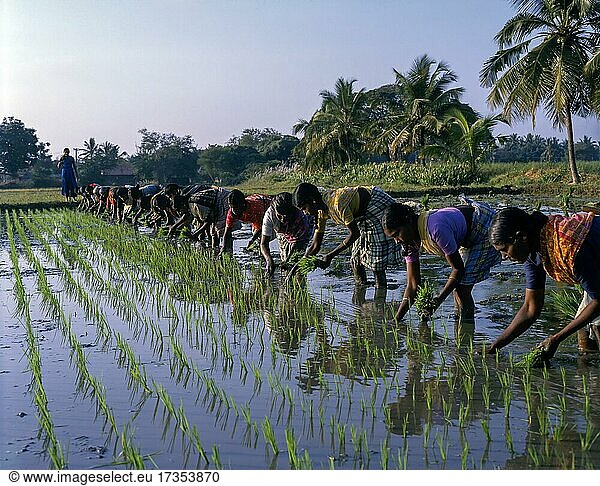 Female workers at Rice paddy  seedlings transplanting the rice field at Coimbatore  Tamil Nadu  India  Asia