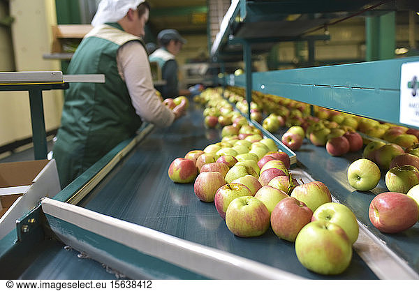 Female workers checking apples on conveyor belt in apple-juice factory