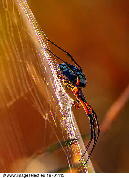 Female Yellow Garden ORB Weaver Spider (Argiope Aurantia)