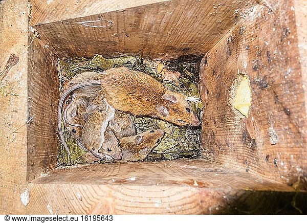 Female Yellow-necked Mouse (Apodemus flavicollis) with young in Dormouse nest box  Woolhope Herefordshire UK. June 2020.