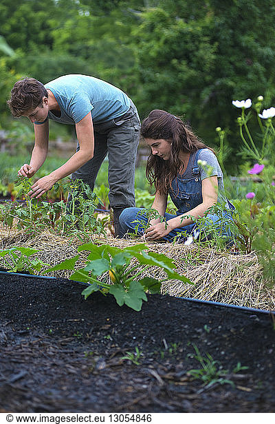 Females gardening on field