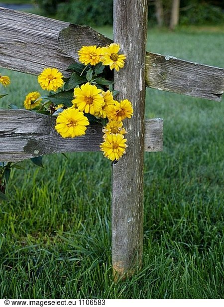 Fence flowers. Amherst  Massachusetts. USA.
