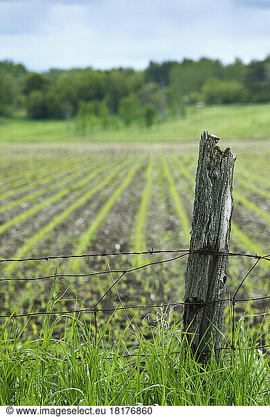 Fence Post and Rows of Corn  Ottawa  Ontario  Canada