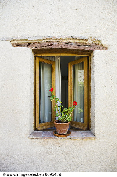 Fenster offen Pflanze Topfpflanze