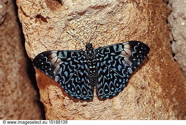 Ferentina Calico Schmetterling  Hamadryas februa  Honduras