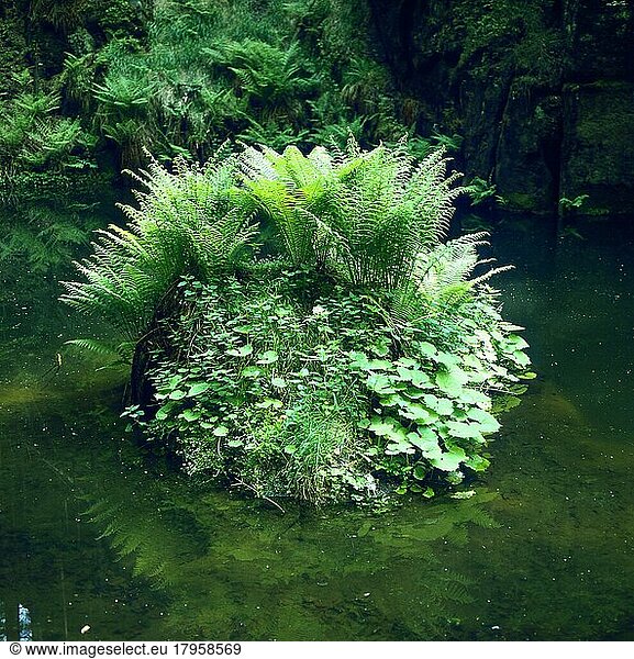 Fern-covered stone in a small lake  royal fern (Osmunda regalis)  also royal fern or royal panicle fern