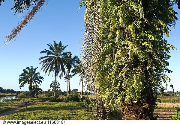 Ferns growing on the trunk of a palm tree at Mananjary ( Madagascar).