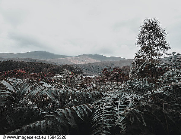 Ferns in the foreground with cloudy mountains in the background