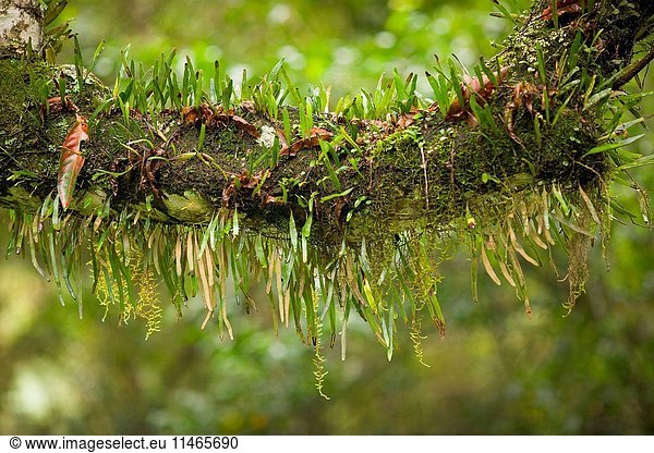 Ferns living on an aged branch. Nightcap National Park  New South Wales  Australia. (Photo by: Auscape/UIG)