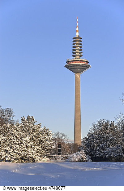 Fernsehturm  Europaturm oder inoffiziell Ginnheimer Spargel  mit dem Gedenk-Obelisk des ehemaligen Rothschildpalais im linken Vordergrund  Grüneburgpark im Winter  Frankfurt am Main  Hessen  Deutschland  Europa