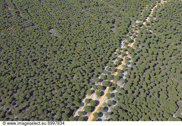 Fernverkehrsstraße  Wald  Kiefer  Pinus sylvestris  Kiefern  Föhren  Pinie  Ansicht  Provinz Huelva  Luftbild  Fernsehantenne  Andalusien  Spanien