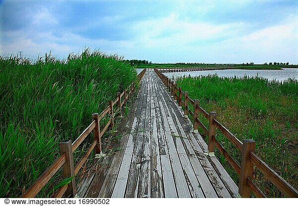 Feuchtgebiet in der Bucht von Hangzhou